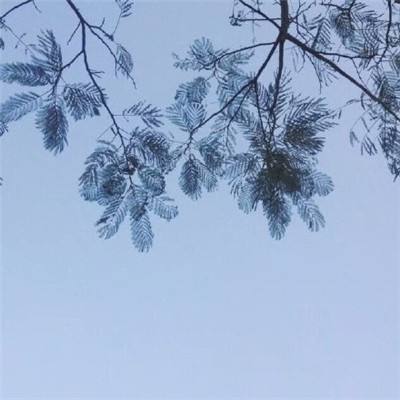 精灵游乐园果盘版下载